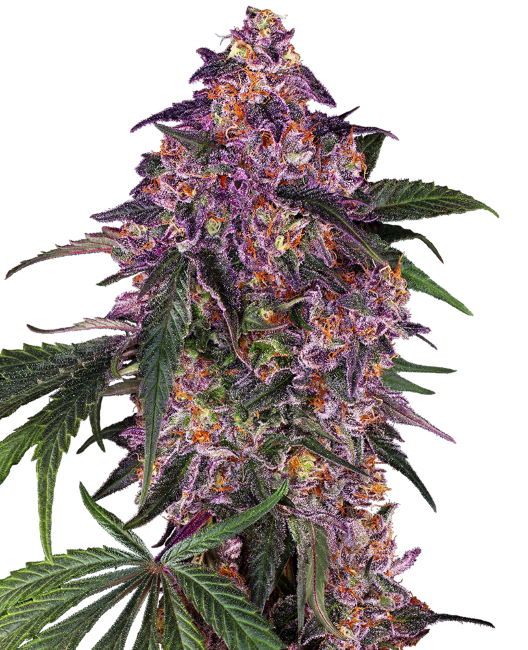 Sensi Seeds Sensi Purple Kush Feminised Seeds