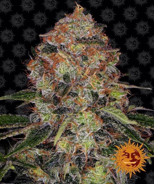 Barney's Farm Shiskaberry Feminised Seeds