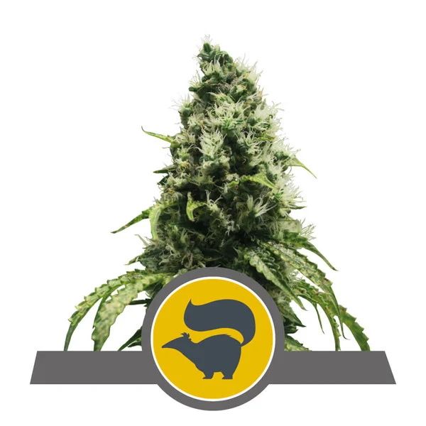 Royal Queen Seeds Skunk XL Regular Seeds