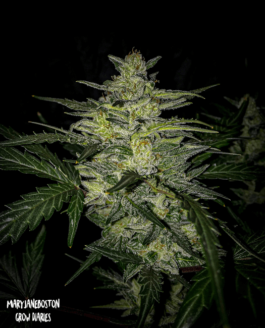 Mephisto Genetics Skylar White Auto Feminised Seeds