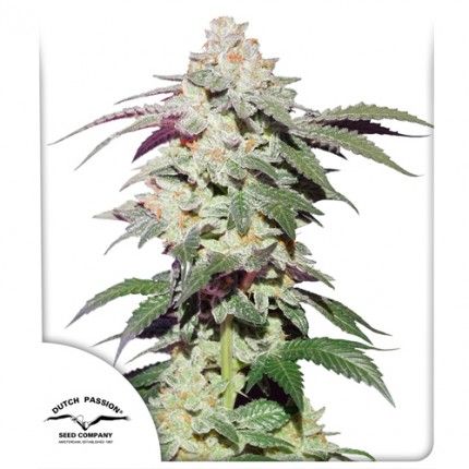 Dutch Passion Skywalker Haze Feminised Seeds