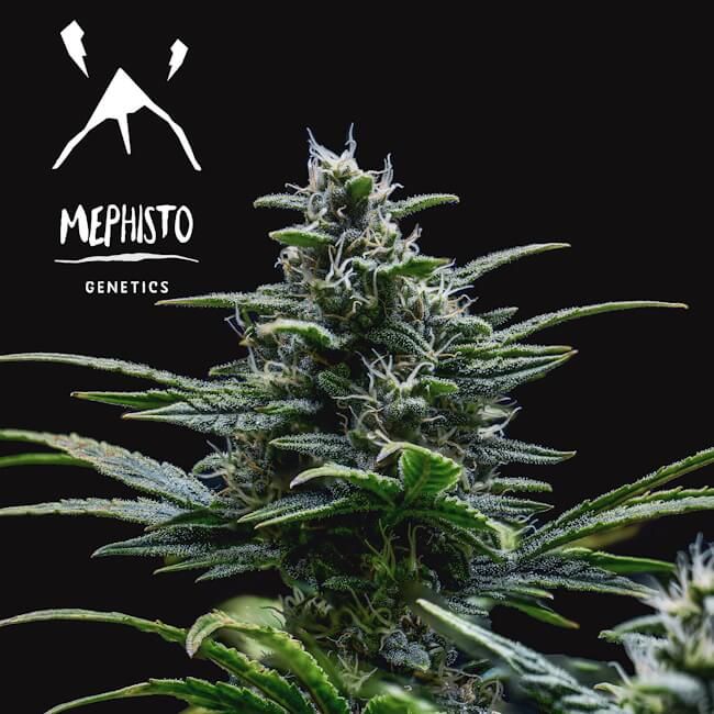 Mephisto Genetics Skywalker Auto Feminised Seeds