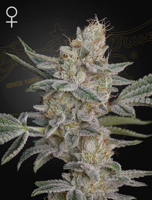 Greenhouse Seed Co. Super Lemon Haze x RS11 Feminised Seeds