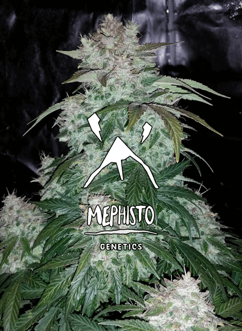 Mephisto Genetics S.O.D.K Auto Feminised Seeds