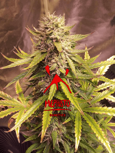 Mephisto Genetics Sour Bubbly Auto Feminised Seeds