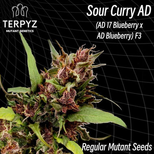 TerpyZ Mutant Genetics Sour Curry AD Regular Seeds