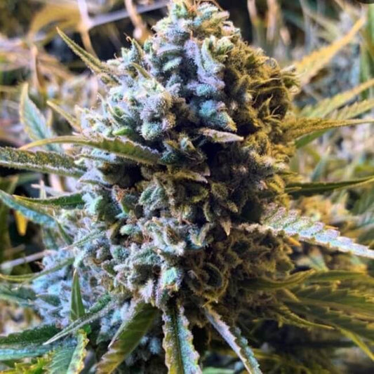 Trilogene Seeds Sour Krout AUTO Feminised Seeds