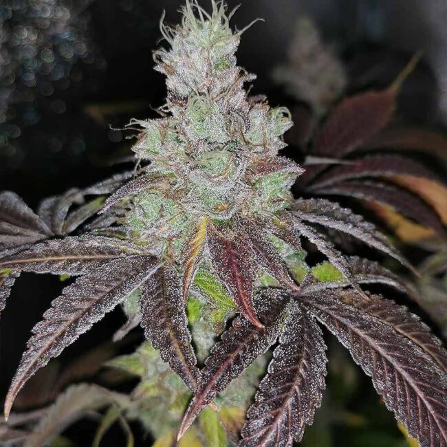 Pheno Finder Seeds Sour Kuntz Feminised Seeds