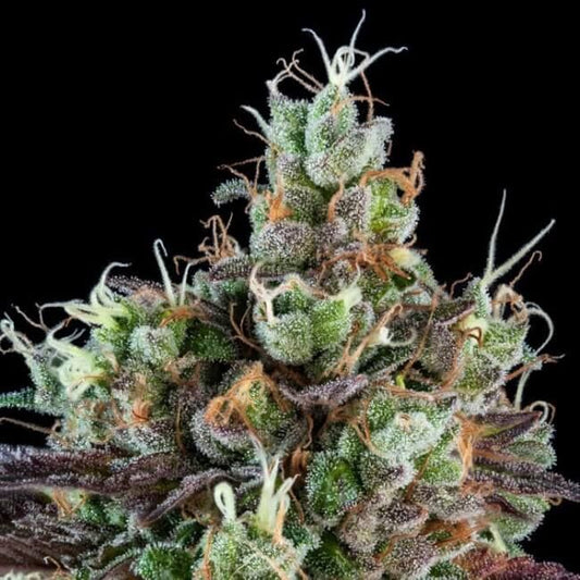 Ripper Seeds Sour Ripper Auto Feminised Seeds