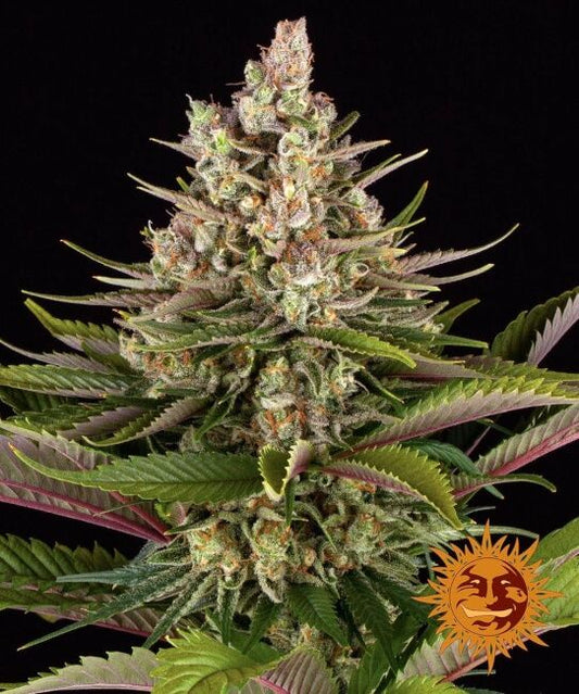 Barney's Farm Sour Strawberry Feminised Seeds