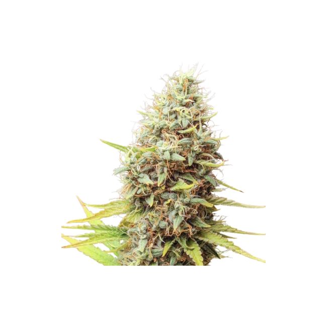 Super Sativa Seed Club Sour Tangie Dawg Regular Seeds