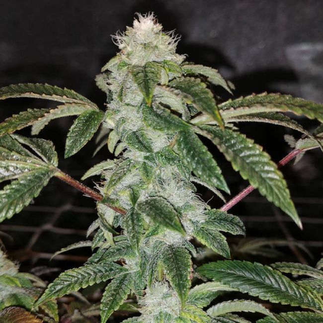 Pheno Finder Seeds Sowah Sherbert Feminised Seeds