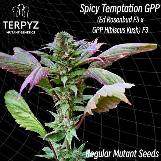 TerpyZ Mutant Genetics Spicy Temptation GPP Regular Seeds