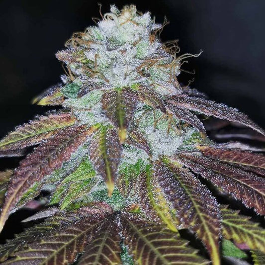 Pheno Finder Seeds Squirterz Feminised Seeds