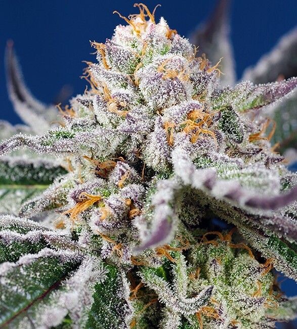 Sweet Seeds Orange Apricot Glue XL Auto Feminised Seeds