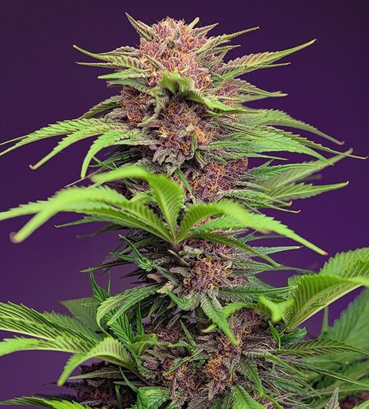 Sweet Seeds Red Mimosa XL Auto Feminised Seeds