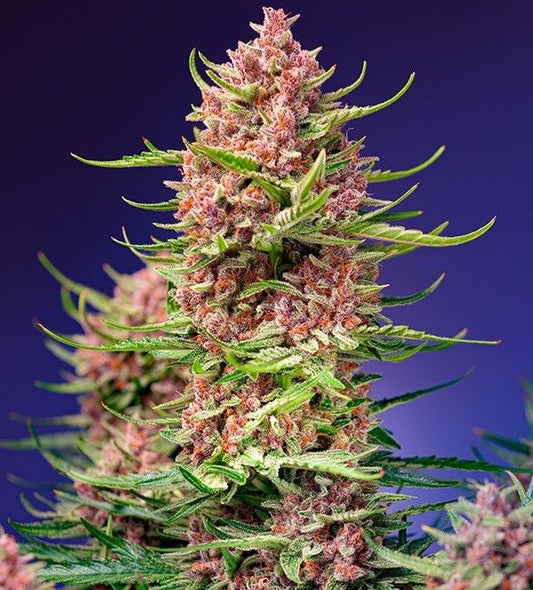 Sweet Seeds Strawberry Cola Sherbet F1 Fast Version Feminised Seeds