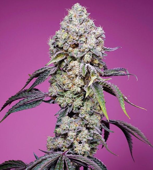 Sweet Seeds Sweet Mandarine Zkittlez F1 Fast Version Feminised Seeds