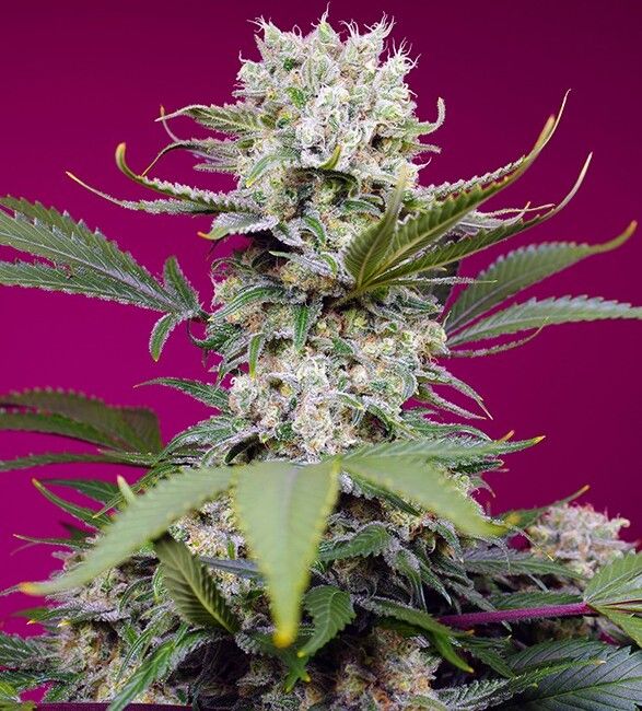 Sweet Seeds Sweet Mandarine Zkittlez XL Auto Feminised Seeds