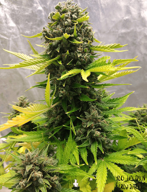 Mephisto Genetics Stilton Special Auto Feminised Seeds