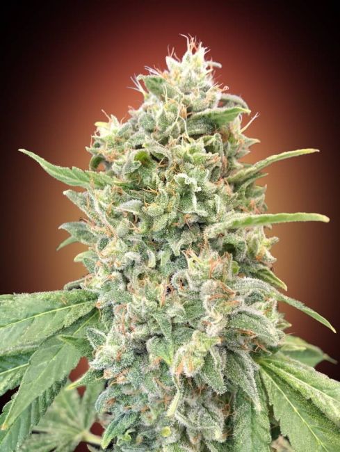 Advanced Seeds Strawberry Banana Feminised Seeds - 10+3 FREE SEEDS