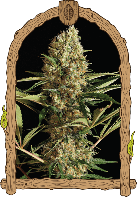 Exotic Seed Strawberry Cube Auto Feminised Seeds