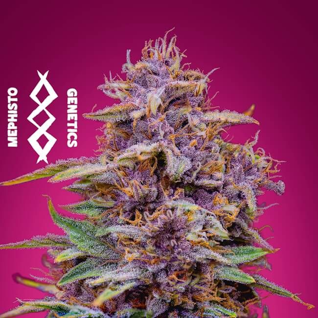 Mephisto Genetics Strawberry Nuggets Auto Feminised Seeds