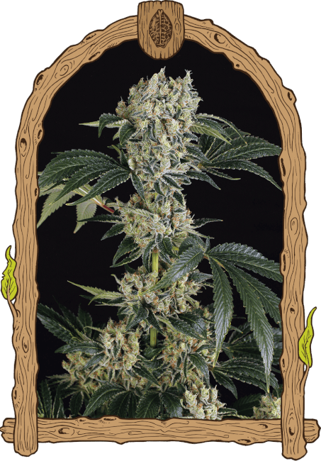 Exotic Seed Sugar Larry Feminised Seeds