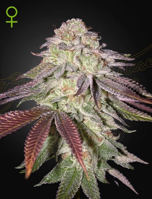 Greenhouse Seed Co. Sugarlato Auto Feminised Seeds