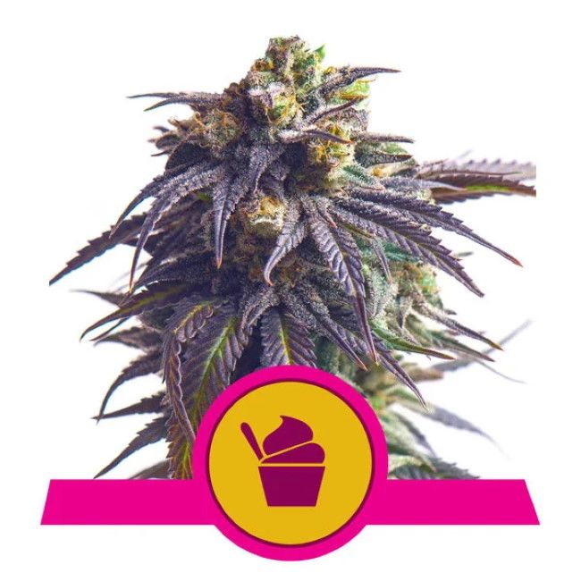 Royal Queen Seeds Sundae Driver Feminised Seeds