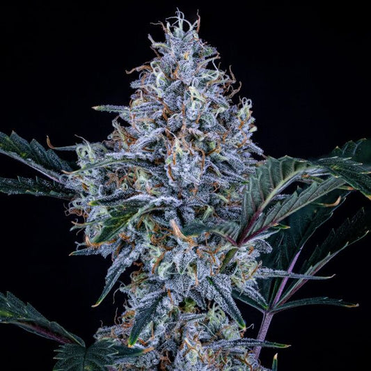 Mephisto Genetics Sundae Thumper Auto Feminised Seeds