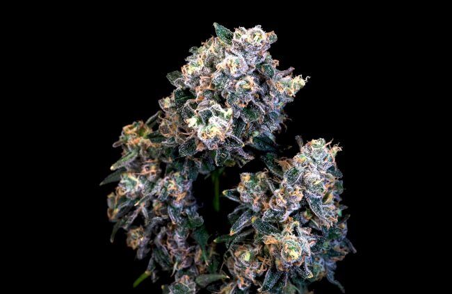 Atlas Seed Super Sour Runtz Feminised Seeds - 5+