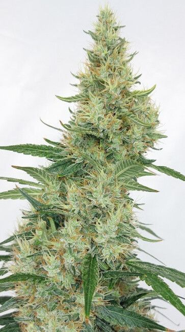 Ace Seeds Super Panama Haze Feminised Seeds