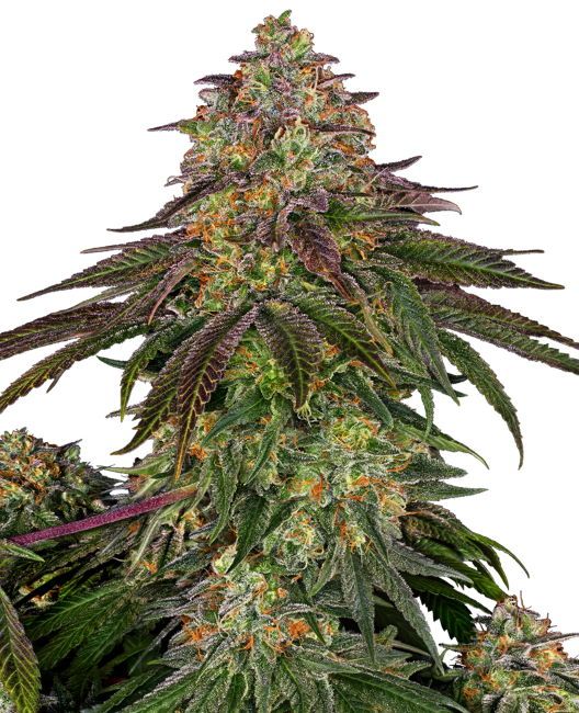 Sensi Seeds Sweet Cherry Kush Feminised Seeds