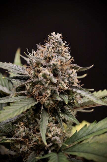 Mephisto Genetics Sweet 'n' Sour Auto Feminised Seeds