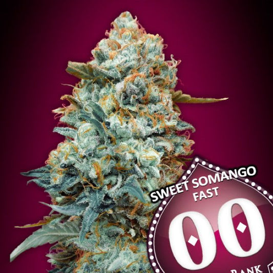 00 Seeds Sweet Somango FAST Feminised Seeds