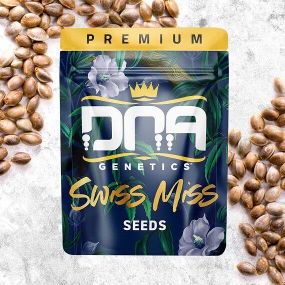 DNA Genetics Swiss Miss Regular Seeds