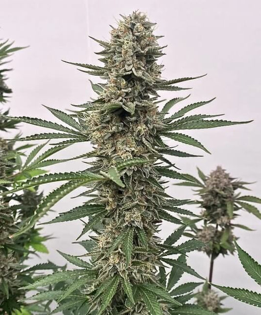 Atlas Seed Tahoe Cookies Auto Feminised Seeds