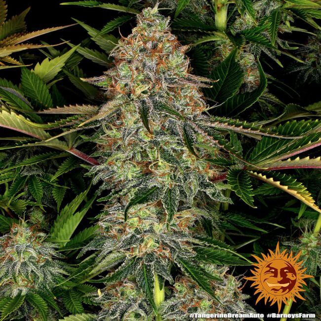 Barney's Farm Tangerine Dream Auto Feminised Seeds