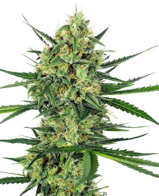 Sensi Seeds Tangerine Sugar Feminised Seeds