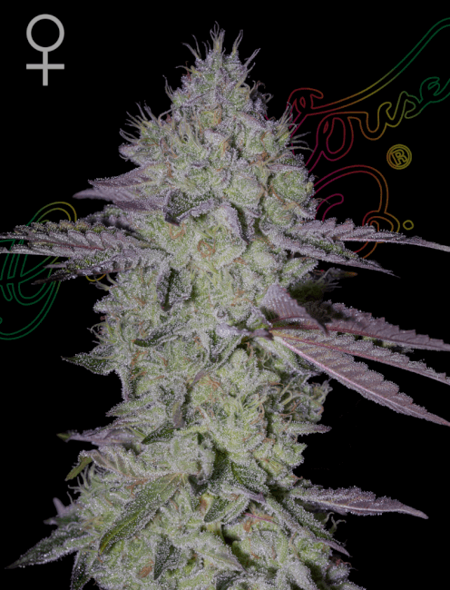 Greenhouse Seed Co. Tarte Tatin Feminised Seeds