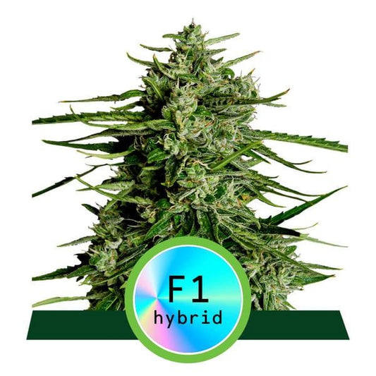 Royal Queen Seeds Titan F1 Auto Feminised Seeds