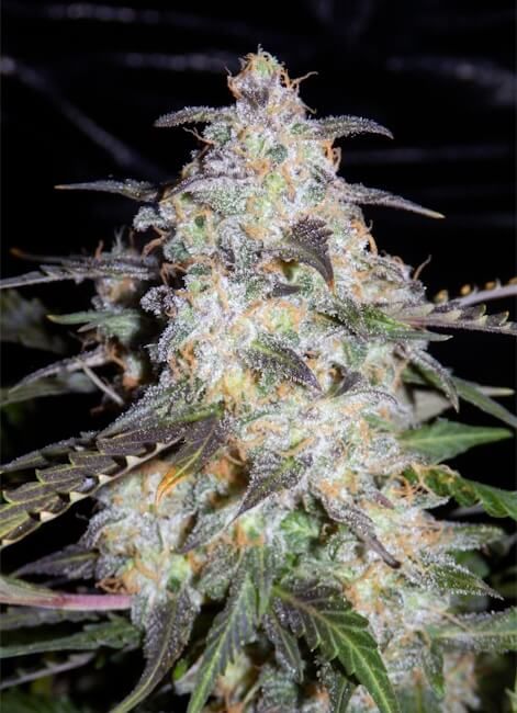 Mephisto Genetics Toof Decay Auto Feminised Seeds