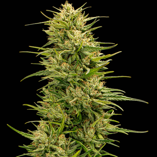 Trilogene Seeds The Don CBD Feminised Seeds