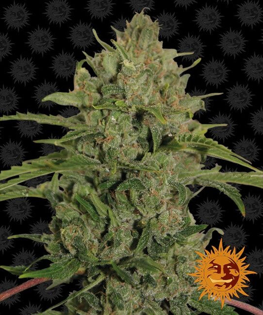 Barney's Farm Triple Cheese Feminised Seeds