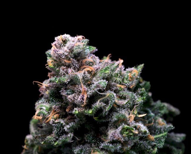 Atlas Seed Tropical Cooler Feminised Seeds - 5+