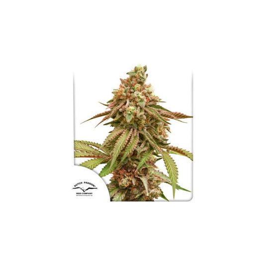 Dutch Passion Tropical Tangie Feminised Seeds