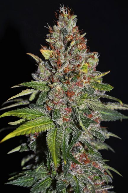 G13 Labs Tropical Punch Feminised Seeds