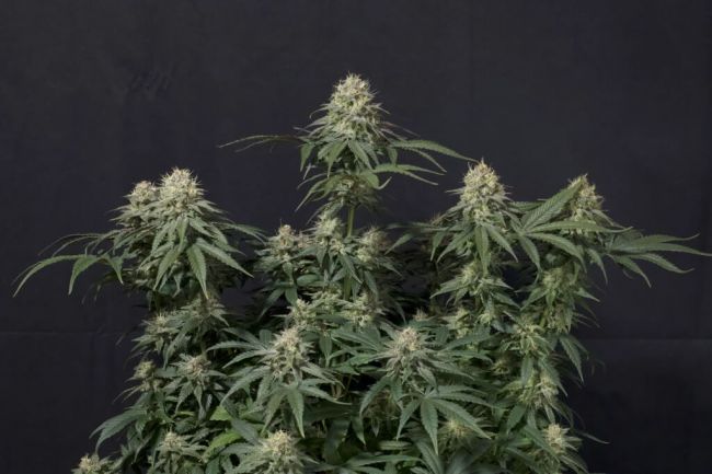 FastBuds Tropicana Cookies FAST Feminised Seeds