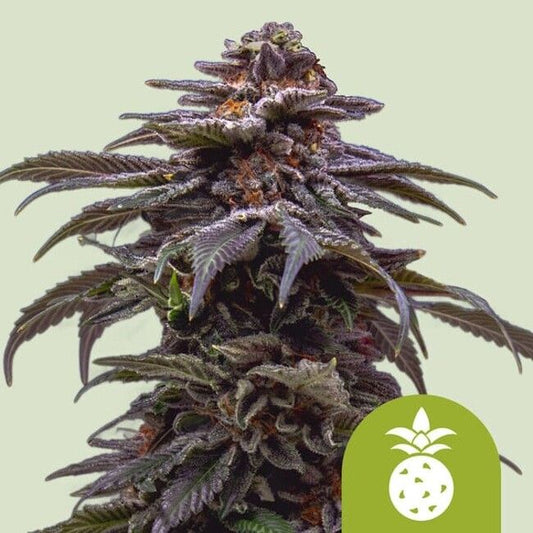 Royal Queen Seeds Tropicana Cookies Purple Auto Feminised Seeds